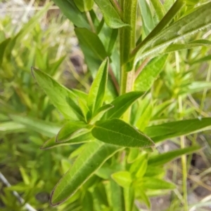 Lythrum salicaria at Rendezvous Creek, ACT - 21 Jan 2023 09:30 AM