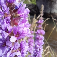 Lythrum salicaria at Rendezvous Creek, ACT - 21 Jan 2023