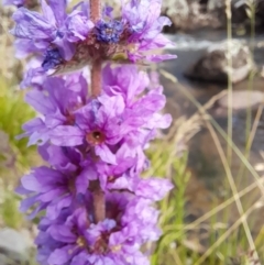 Lythrum salicaria at Rendezvous Creek, ACT - 21 Jan 2023 09:30 AM