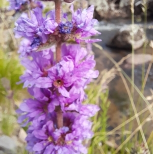 Lythrum salicaria at Rendezvous Creek, ACT - 21 Jan 2023