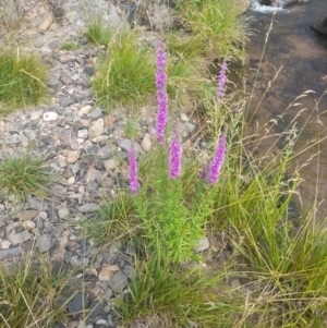 Lythrum salicaria at Rendezvous Creek, ACT - 21 Jan 2023 09:30 AM