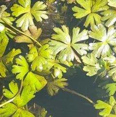 Ranunculus amphitrichus at Rendezvous Creek, ACT - 21 Jan 2023