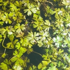 Ranunculus amphitrichus at Rendezvous Creek, ACT - 21 Jan 2023