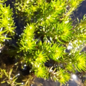 Myriophyllum sp. at Rendezvous Creek, ACT - 21 Jan 2023