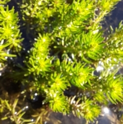 Myriophyllum sp. (Water-milfoil) at Rendezvous Creek, ACT - 20 Jan 2023 by VanceLawrence
