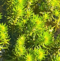 Myriophyllum sp. at Rendezvous Creek, ACT - 21 Jan 2023