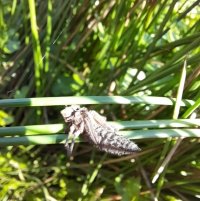 Anisoptera (suborder) (Unidentified dragonfly) at Namadgi National Park - 20 Jan 2023 by VanceLawrence