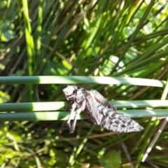 Anisoptera (suborder) at Rendezvous Creek, ACT - 21 Jan 2023