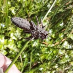 Anisoptera (suborder) at Rendezvous Creek, ACT - 21 Jan 2023