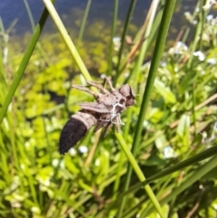 Anisoptera (suborder) at Rendezvous Creek, ACT - 21 Jan 2023