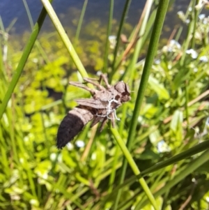 Anisoptera (suborder) at Rendezvous Creek, ACT - 21 Jan 2023