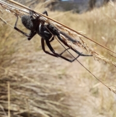 Unidentified Spider (Araneae) at Rendezvous Creek, ACT - 21 Jan 2023 by VanceLawrence