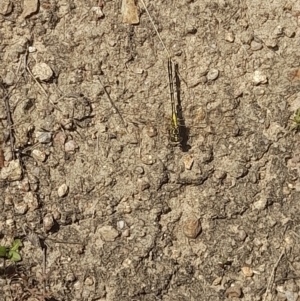 Austrogomphus guerini at Rendezvous Creek, ACT - 21 Jan 2023 12:23 PM