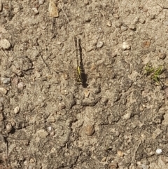 Austrogomphus guerini at Rendezvous Creek, ACT - 21 Jan 2023 12:23 PM