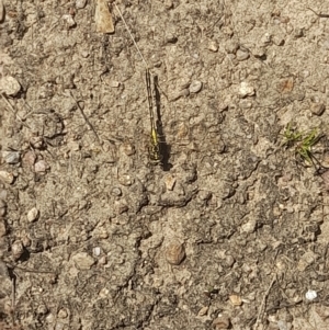 Austrogomphus guerini at Rendezvous Creek, ACT - 21 Jan 2023 12:23 PM