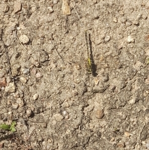 Austrogomphus guerini at Rendezvous Creek, ACT - 21 Jan 2023