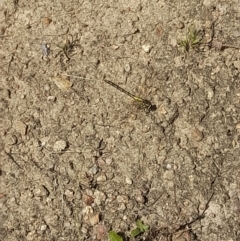 Austrogomphus guerini at Rendezvous Creek, ACT - 21 Jan 2023 12:23 PM