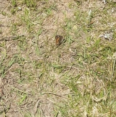 Vanessa kershawi (Australian Painted Lady) at Rendezvous Creek, ACT - 21 Jan 2023 by VanceLawrence