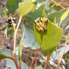 Paropsis atomaria (Eucalyptus leaf beetle) at Rendezvous Creek, ACT - 21 Jan 2023 by VanceLawrence