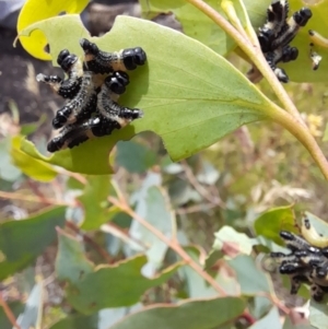 Paropsis atomaria at Rendezvous Creek, ACT - 21 Jan 2023