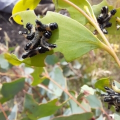 Paropsis atomaria at Rendezvous Creek, ACT - 21 Jan 2023