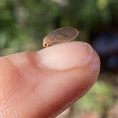 Psychobiella sp. (genus) (Brown Lacewing) at QPRC LGA - 21 Jan 2023 by Wandiyali