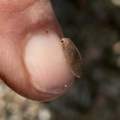 Psychobiella sp. (genus) at suppressed - 22 Jan 2023