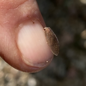 Psychobiella sp. (genus) at suppressed - 22 Jan 2023