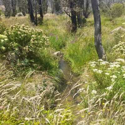 Cassinia aculeata (Common Cassinia) at Rendezvous Creek, ACT - 21 Jan 2023 by VanceLawrence