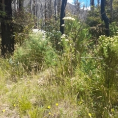 Cassinia aculeata at Rendezvous Creek, ACT - 21 Jan 2023 12:16 PM