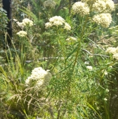 Cassinia aculeata at Rendezvous Creek, ACT - 21 Jan 2023 12:16 PM