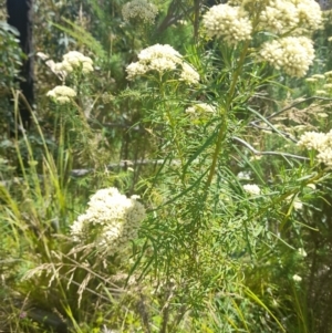 Cassinia aculeata at Rendezvous Creek, ACT - 21 Jan 2023