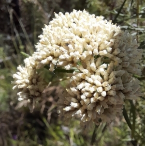 Cassinia aculeata at Rendezvous Creek, ACT - 21 Jan 2023 12:16 PM