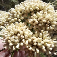 Cassinia aculeata at Rendezvous Creek, ACT - 21 Jan 2023