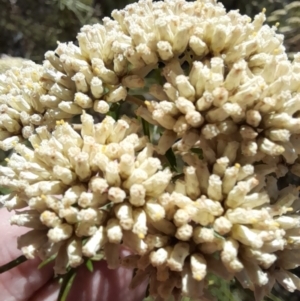 Cassinia aculeata at Rendezvous Creek, ACT - 21 Jan 2023 12:16 PM