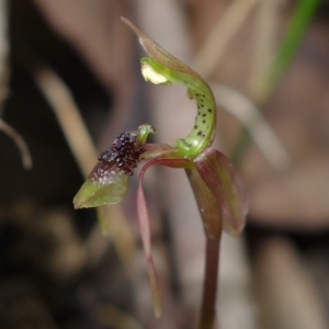 Chiloglottis sylvestris at Jerrawangala, NSW - 20 Jan 2023