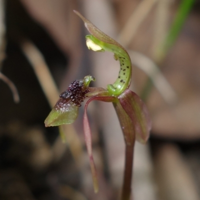 Chiloglottis sylvestris (Small Wasp Orchid) at Jerrawangala, NSW - 20 Jan 2023 by RobG1