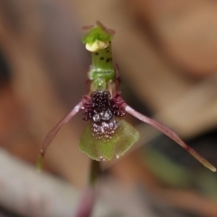 Chiloglottis sylvestris at Jerrawangala, NSW - 20 Jan 2023