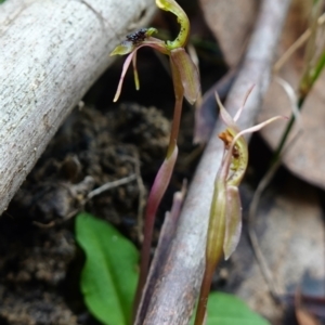 Chiloglottis sylvestris at Jerrawangala, NSW - 20 Jan 2023