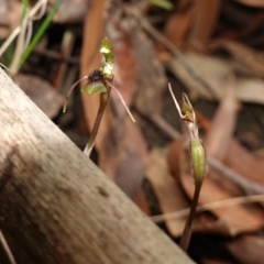 Chiloglottis sylvestris at Jerrawangala, NSW - 20 Jan 2023