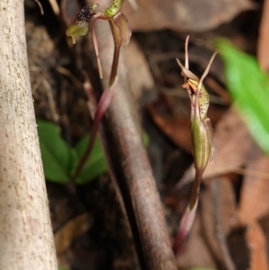 Chiloglottis sylvestris at Jerrawangala, NSW - 20 Jan 2023