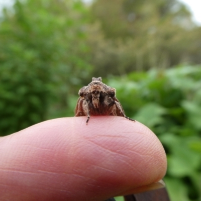 Unidentified Noctuoid moth (except Arctiinae) at Charleys Forest, NSW - 21 Jan 2023 by arjay