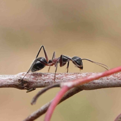 Camponotus intrepidus (Flumed Sugar Ant) at O'Connor, ACT - 19 Jan 2023 by ConBoekel