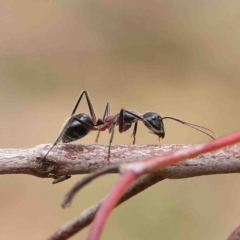 Camponotus intrepidus (Flumed Sugar Ant) at O'Connor, ACT - 19 Jan 2023 by ConBoekel