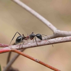 Camponotus intrepidus at O'Connor, ACT - 19 Jan 2023 11:04 AM