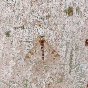 Heteropsilopus sp. (genus) at O'Connor, ACT - 19 Jan 2023