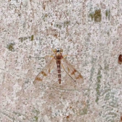 Heteropsilopus sp. (genus) (A long legged fly) at O'Connor, ACT - 18 Jan 2023 by ConBoekel