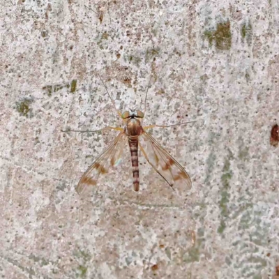 Heteropsilopus sp. (genus) (A long legged fly) at Dryandra St Woodland - 18 Jan 2023 by ConBoekel
