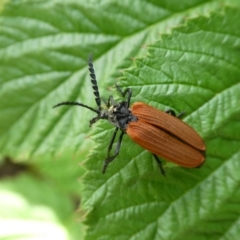 Porrostoma rhipidium (Long-nosed Lycid (Net-winged) beetle) at Mongarlowe River - 21 Jan 2023 by arjay