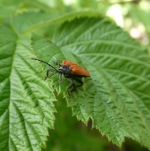 Porrostoma rhipidium at Charleys Forest, NSW - 21 Jan 2023